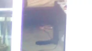 vídeo pornô grátis transando
